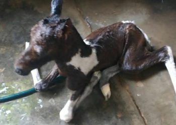 Wisata Dakwah Okura : Lahir Kuda ke 9 di Tanah Kelahiran Bang Mentri Sandiaga Uno, Rumbai Pekanbaru