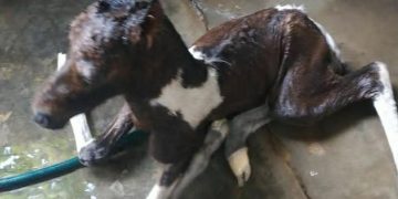 Wisata Dakwah Okura : Lahir Kuda ke 9 di Tanah Kelahiran Bang Mentri Sandiaga Uno, Rumbai Pekanbaru