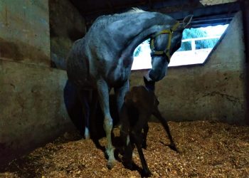 Dalam Pekan ini 2 Kuda Lahir di Wisata Dakwah Okura, Rumbai Tanah Kelahiran Bang Mentri Sandiaga Uno