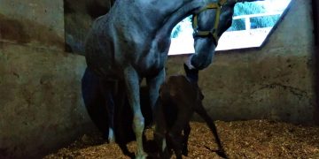 Dalam Pekan ini 2 Kuda Lahir di Wisata Dakwah Okura, Rumbai Tanah Kelahiran Bang Mentri Sandiaga Uno