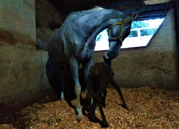 Dalam Pekan ini 2 Kuda Lahir di Wisata Dakwah Okura, Rumbai Tanah Kelahiran Bang Mentri Sandiaga Uno