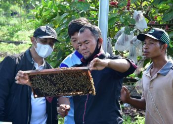 Ayo ! Minum Madu Lebah Asli Pulau Bengkalis, Dijamin Jos
