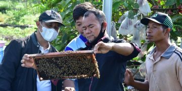 Ayo ! Minum Madu Lebah Asli Pulau Bengkalis, Dijamin Jos