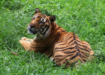 Seekor Harimau Muncul Pemukiman Warga Siak
