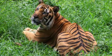 Seekor Harimau Muncul Pemukiman Warga Siak