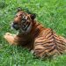 Seekor Harimau Muncul Pemukiman Warga Siak
