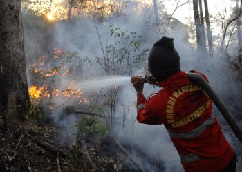 Gubri Akan Terbitkan SE, Kabupaten Kota Diminta Bentuk Satgas Karhutla Hingga ke Tingkat Desa