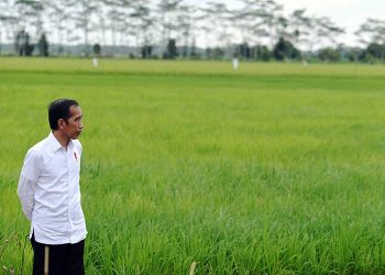 Rokan Hilir Diusulkan untuk Lokasi Food Estate di Provinsi Riau, Ini Pertimbangannya