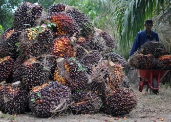 Sepekan Kedepan Harga TBS di Provinsi Riau Mengalami Penurunan
