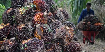 Sepekan Kedepan Harga TBS di Provinsi Riau Mengalami Penurunan