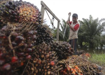 Pasokan CPO Menurun, Harga TBS Kelapa Sawit Terangkat