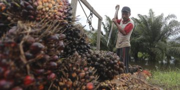 Pasokan CPO Menurun, Harga TBS Kelapa Sawit Terangkat