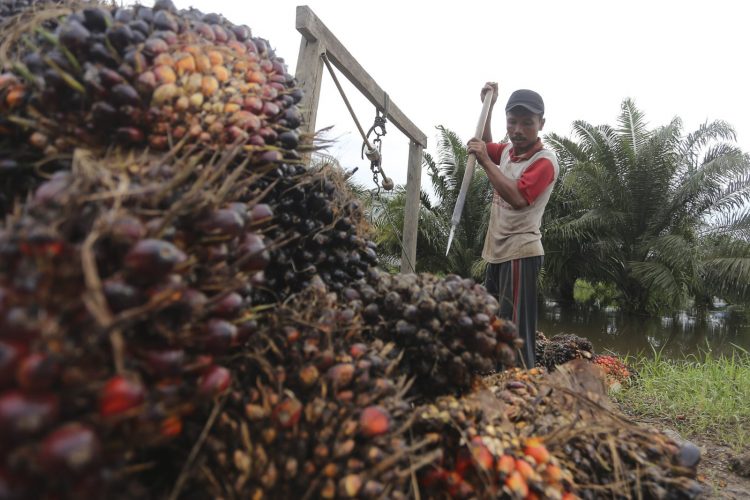 Pasokan CPO Menurun, Harga TBS Kelapa Sawit Terangkat