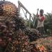 Pasokan CPO Menurun, Harga TBS Kelapa Sawit Terangkat