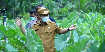 Kebutuhan Pasar Tinggi Pemkab Bersama Kantor Karantina Pertanian Pekanbaru Galakkan Tanam Talas