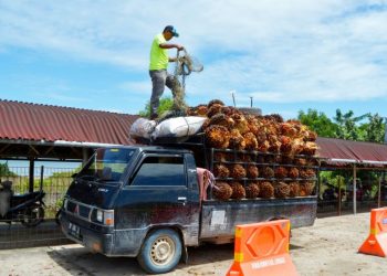 Harga CPO Ambles, Ikut Pengaruhi Turunnya Harga Sawit Riau Pekan Ini