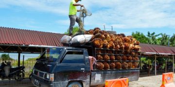 Harga CPO Ambles, Ikut Pengaruhi Turunnya Harga Sawit Riau Pekan Ini