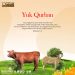 Yuk Qurban
