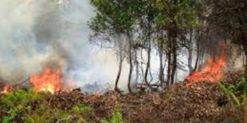 Polda Riau Tangkap 14 Pembakar Lahan Selama 2021