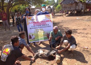 LPB PDM SIKKA Berkurban Sembari Khitanan Massal di NTT Bersama LAZISMU UHAMKA