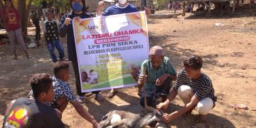 LPB PDM SIKKA Berkurban Sembari Khitanan Massal di NTT Bersama LAZISMU UHAMKA