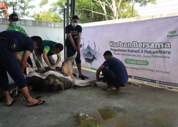 Peringati Idul Adha 1442 H, PT. Pegadaian (Persero) Kanwil II Pekanbaru Sembelih 5 Ekor Sapi