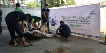 Peringati Idul Adha 1442 H, PT. Pegadaian (Persero) Kanwil II Pekanbaru Sembelih 5 Ekor Sapi