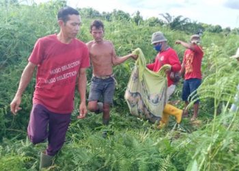 Petani di Dumai Tewas Mengenaskan Diterkam Harimau Sumatera