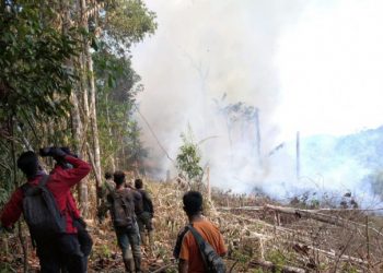 Ada Aktivitas Buka Lahan, Taman Nasional Bukit Tigapuluh Riau Terbakar