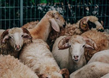 Duh Gusti, Susah Banget Jual Hewan Kurban saat Pandemi COVID-19