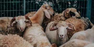 Duh Gusti, Susah Banget Jual Hewan Kurban saat Pandemi COVID-19