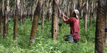 Harga Olahan Karet di Riau Pekan Ini Naik