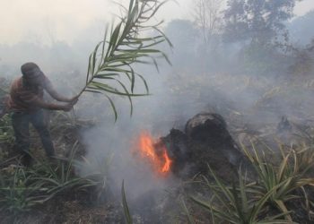 Foto: Kebakaran lahan gambut di Dumai pada Februari 2021 (ANTARA FOTO /Aswaddy Hamid).