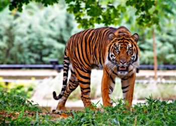 Warga Serapung Diterkam Harimau di Teluk Lanus