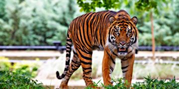 Warga Serapung Diterkam Harimau di Teluk Lanus