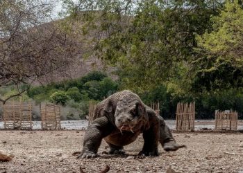 Menparekraf Pastikan Penataan Fasilitas di TN Komodo Perhatikan Keberlanjutan Lingkungan