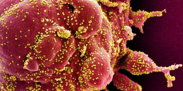 Epidemiolog Ramal Penurunan Level Pandemi COVID-19 ke Endemi Akan Lama