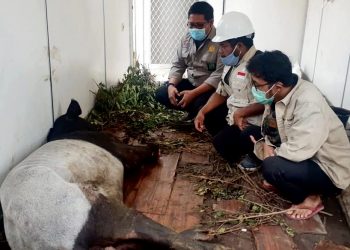 Kaki Putus Akibat Terjerat, Seekor Tapir Dalam Perawatan Tim Medis, Begini Kronologisnya