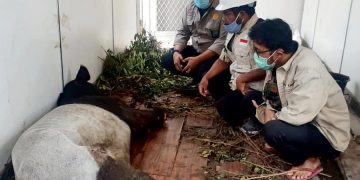 Kaki Putus Akibat Terjerat, Seekor Tapir Dalam Perawatan Tim Medis, Begini Kronologisnya