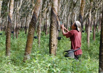 Pandemi Covid-19, Syamsuar Sebut Perkebunan dan Pertanian Riau Tetap Baik