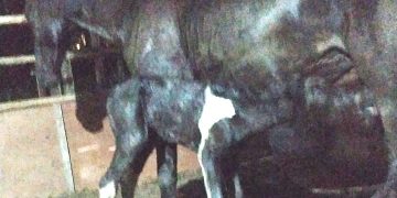 Lahir Kuda Perdana di Horse Power Tambusai, Titik Awal Wujudkan Pekanbaru Jadi Kota Kuda