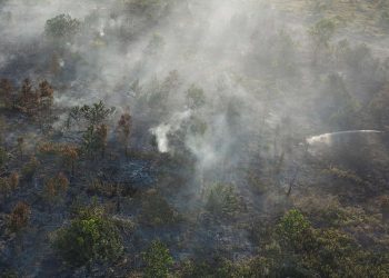 Indonesia Setop Kerjasama REDD+, Begini Respons Pemerintah Norwegia