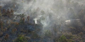 Indonesia Setop Kerjasama REDD+, Begini Respons Pemerintah Norwegia