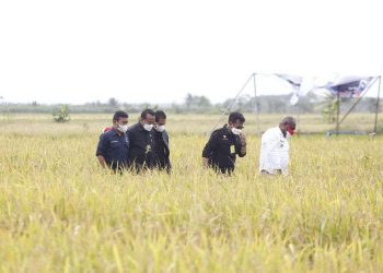 Mentan Kunker ke Papua, Staf Khusus Presiden: Bukti Negara Bangun Pertanian Merata