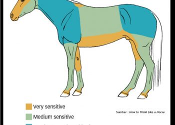 About Horse : Area Sensitif Kuda