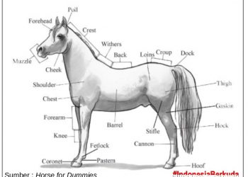 About Horse : Nama-nama Bagian di Tubuh Kuda