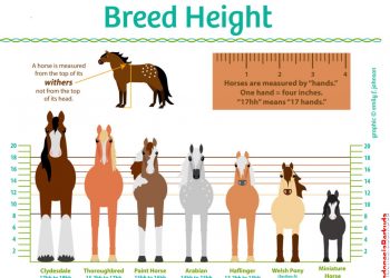 About Horse : Mengukur Tinggi Kuda