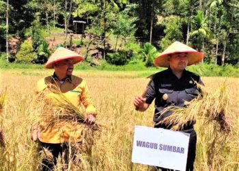 Nurkhalis dan Uda WaGub Audy Panen Raya Tarusan, Jaleh