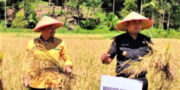 Nurkhalis dan Uda WaGub Audy Panen Raya Tarusan, Jaleh