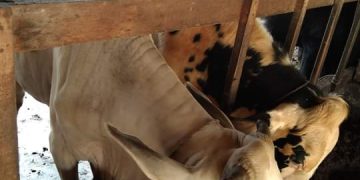 Antisipasi Virus PMK he Hewan Ternak Harus Dilengkapi Surat Kesehatan